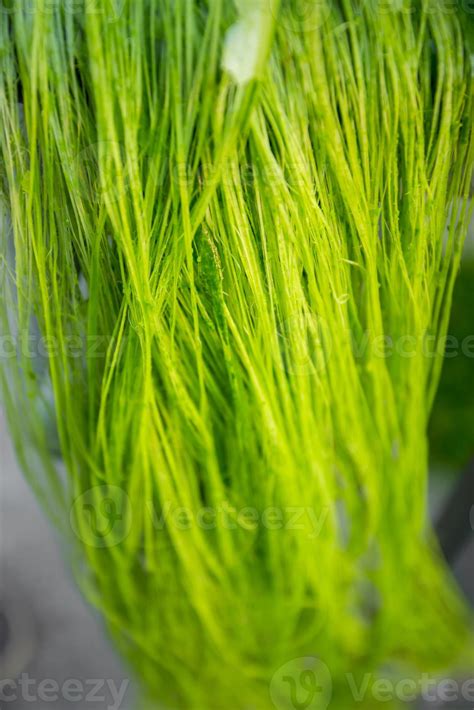 Unwashed Pineapple Leaf Green Fibers Eco Friendly Pineapple Leaf Fiber