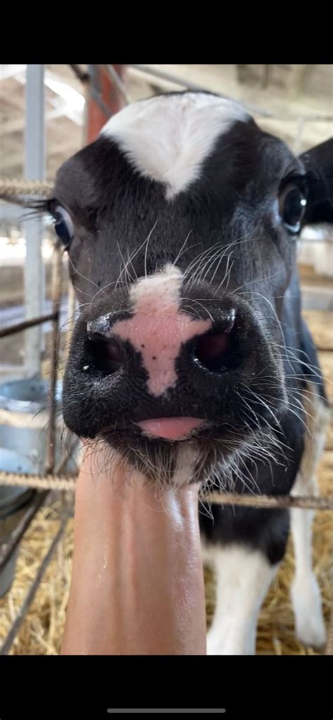 Телятко in 2022 | Animals, Cow