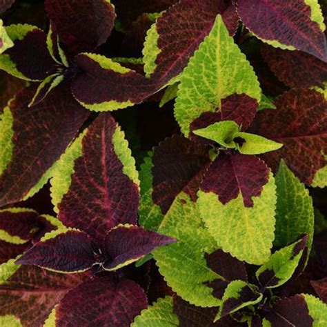 Coleus Seeds For Sale Flower Plant Seeds Online