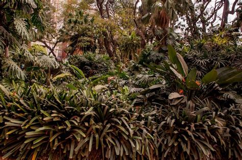 Fundo Texturizado De Floresta Tropical Em Um Jardim Nico Em Buenos