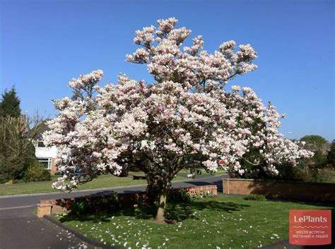 Магнолия (Magnolia) — описание, выращивание, фото | на LePlants.ru