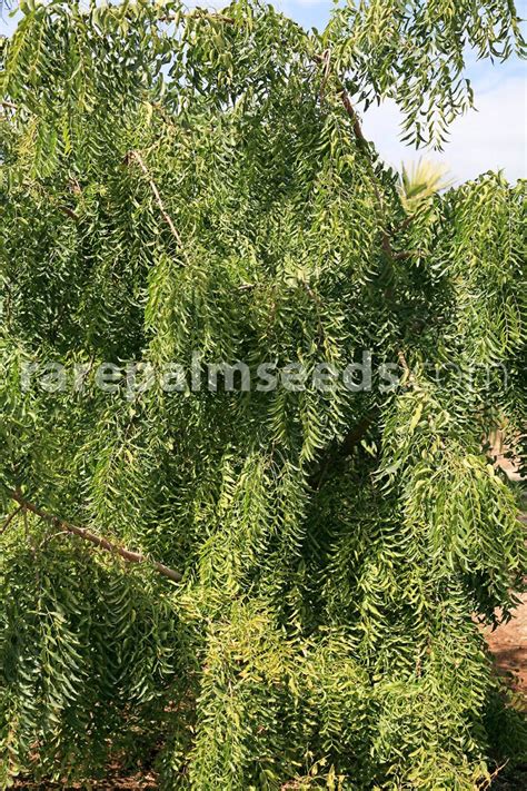 Azadirachta indica – Neem Tree – Buy seeds at rarepalmseeds.com