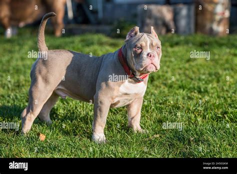 A pocket male American Bully puppy dog is on grass Stock Photo - Alamy