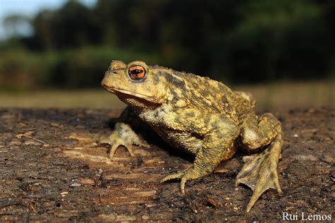 Sapo Comum Bufo Spinosus Quercusambiente