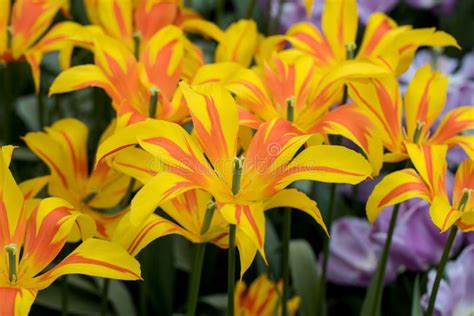 Species Botanical Tulips Blooming In A Garden Stock Image Image Of