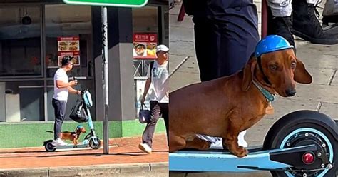 Cagnolino Va Sul Monopattino Insieme Al Suo Proprietario