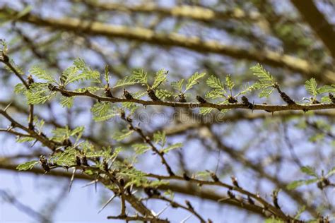 Acacia Tree Branches with Thorns and Young Green Leaves Close-up Stock ...