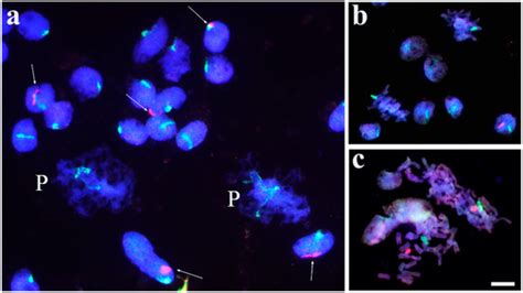 Agronomy Special Issue Characterization And Use Of Species From