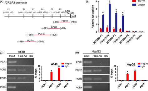 Mechanism Of Action Underlying The Suppression Of The Transcriptional