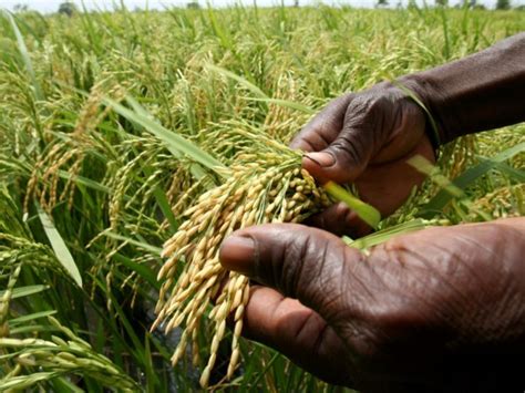 Domestiqué il y a 3 000 ans le riz africain regarde vers l agriculture