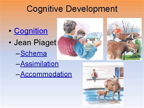 Cognitive Development Cognition Jean Piaget Schema Assimilation