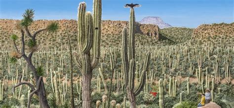 exhibition jeannie baker desert jungle whats  newcastle