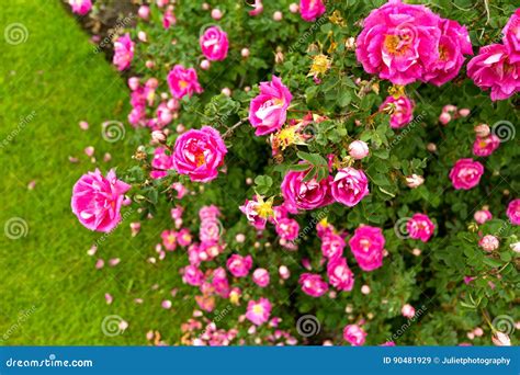 Pink Roses Border In The Garden Stock Image Image Of Gardening Roses