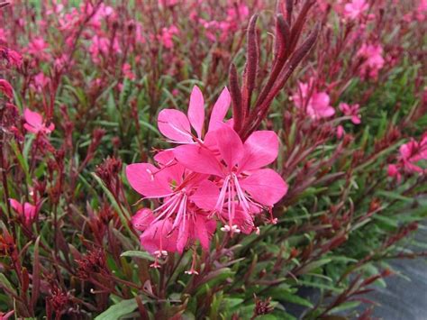 Gaura Lindh Belleza Dark Pink Is A Compact Dwarf Wand Flower With