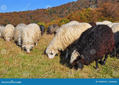 Sheep On A Hillside Stock Photo Image Of Farm Flock 16508726