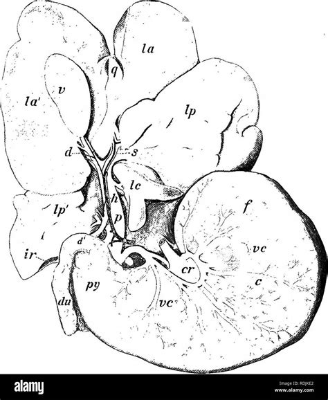 Anatomie Pratique Du Lapin Un Manuel De Laboratoire L Mentaire