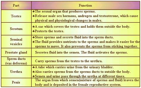 Male Reproductive System Functions And Parts - Human Anatomy