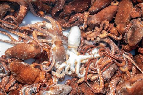 gurita foto stok  gambar  alam alamiah kondisi