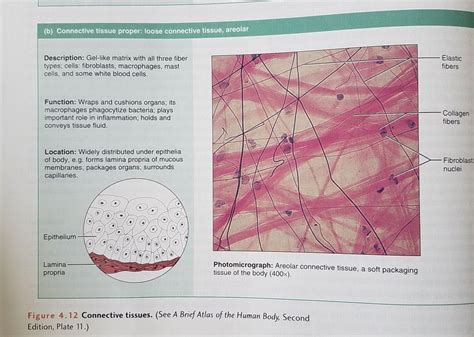 Function of areolar connective tissue