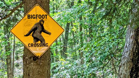 Multiple Witnesses Report Another Bigfoot Sighting In Washington