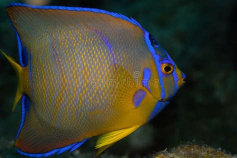 Juvenile Queen Angelfish In Transition Phase On Caribbean Coral Reef