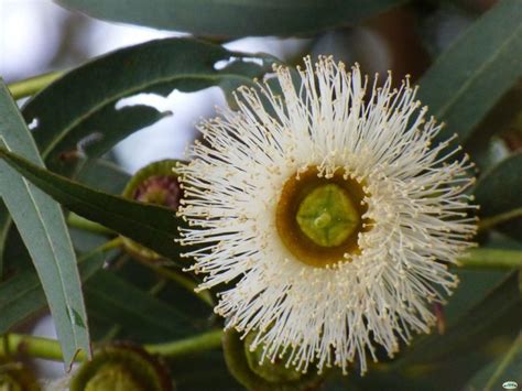 Flor Eucalipto Tipos significado características