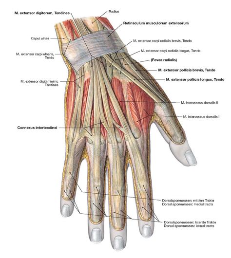 Hand Anatomy, Muscle, Hands, Muscles