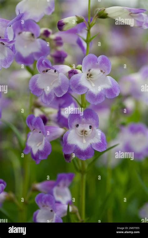 Penstemon Pensham Czar Stock Photo Alamy