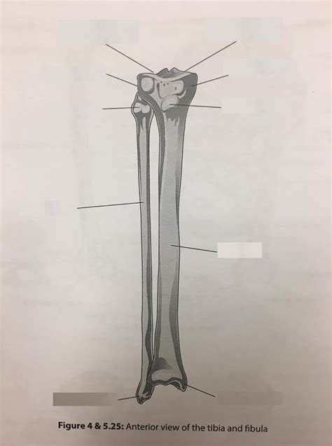 Tibia And Fibula Diagram Quizlet