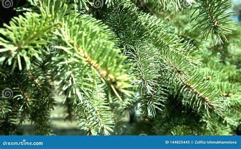 Las Agujas Del Rbol De Pino A Ponen Verde La Rama De Un Rbol De