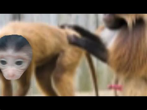 Million Sad Clip Poor Tiny New Baby Monkey Crying Youtube