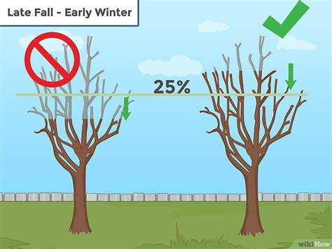 Cómo podar un árbol 13 Pasos con imágenes wikiHow