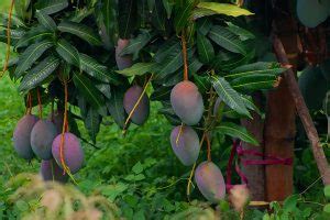 The Origin of the Mango Tree: History & Varieties - Farmer Planting