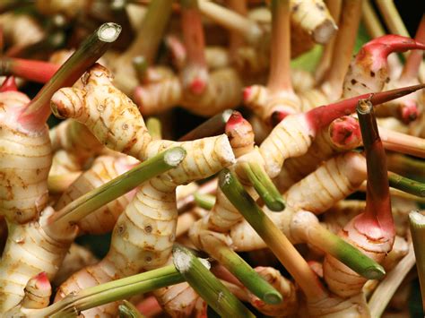 Grow Your Own Ginger Plant A Step By Step Guide