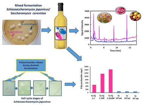 Fermentation Free Full Text Schizosaccharomyces Japonicus A