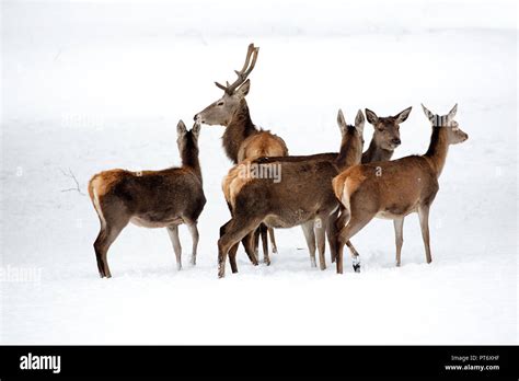 Baby deer snow hi-res stock photography and images - Alamy