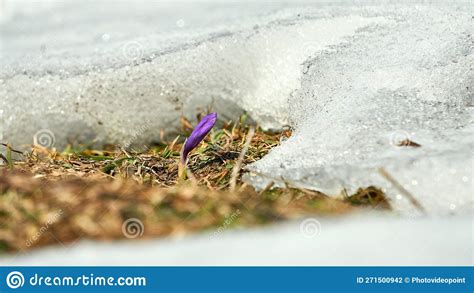 The Melting Of The Snow On The Fields In Early Spring Stock Photo