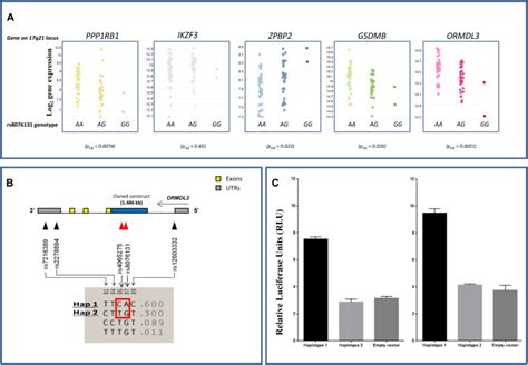 Functional Variants Of 17q12 21 Are Associated With Allergic Asthma But Not Allergic Rhinitis