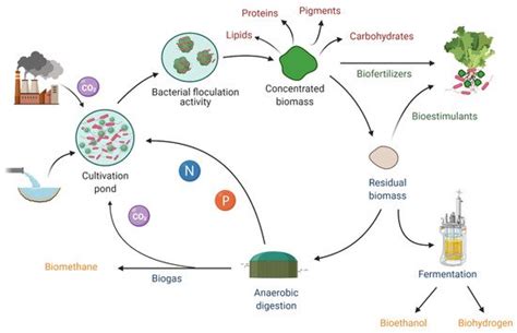 Biology Free Full Text Toward The Enhancement Of Microalgal