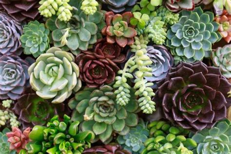 Comment Bouturer Les Succulentes Et Les Plantes Grasses