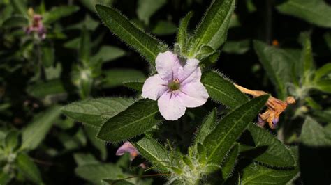 Como Plantar Cultivar E Cuidar De Pet Nias Selvagens Drjardim