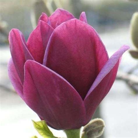 10 Seeds Red Yulan Magnolia Rare Genie Dark Tree Flower Light Fragrant