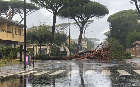 Tromba Daria A Fregene Alberi Sradicati Danni Anche Nelle Abitazioni