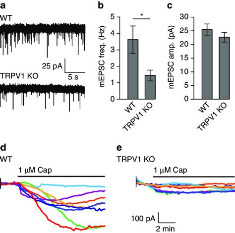 Trpv Knockouts Have Reduced Mepsc Frequency In Olm Neurons A