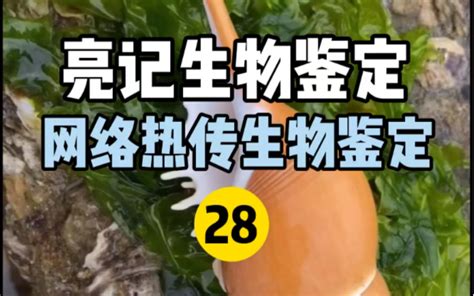 【亮记生物鉴定】网络热传生物鉴定28 无穷小亮的科普日常 无穷小亮的科普日常 哔哩哔哩视频