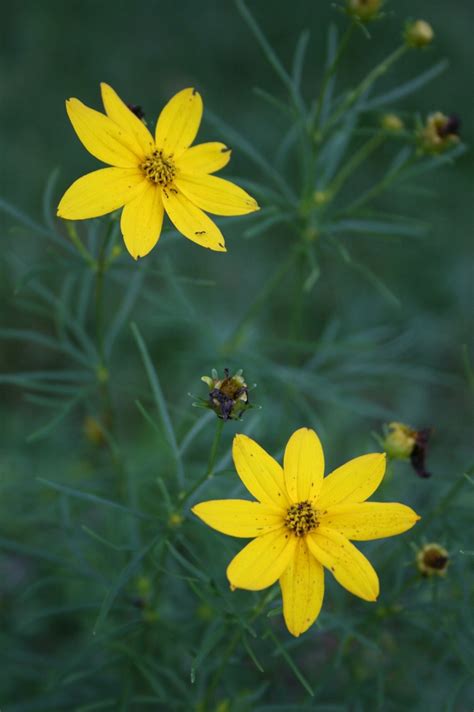 Fotos gratis naturaleza prado pradera pétalo florecer verano