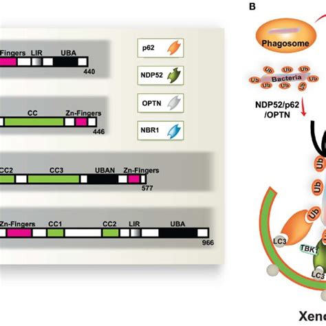 A Schematic Diagram Of Mycobacterium Tuberculosis Mtb Infection And