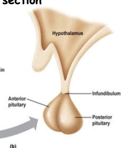 Pituitary Gland Flashcards Quizlet