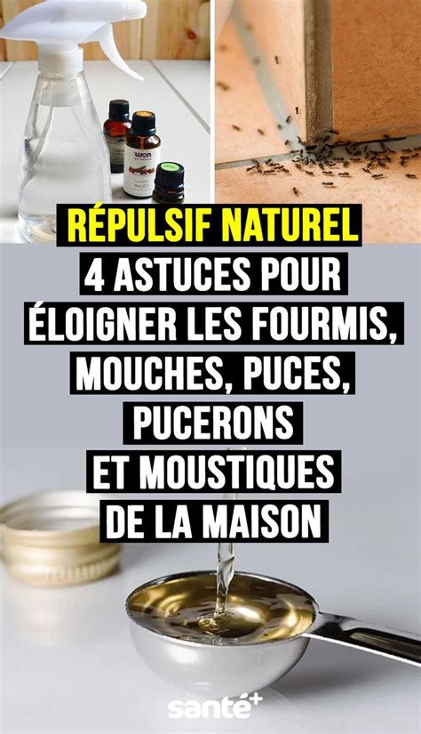 4 astuces pour éloigner les fourmis mouches puces pucerons et