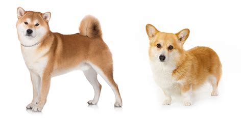 The Shiba Inu Corgi Mix - My First Shiba Inu